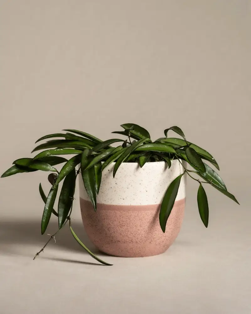 Hoya Wayetii - Image 5