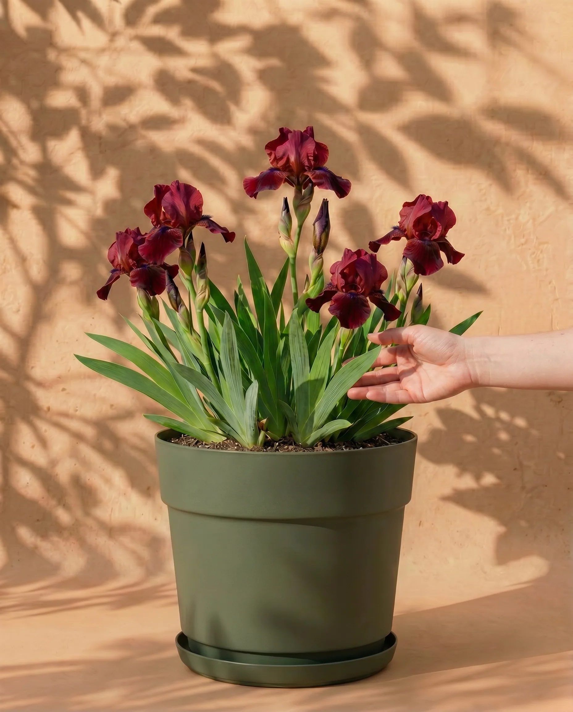 Iris (rot)