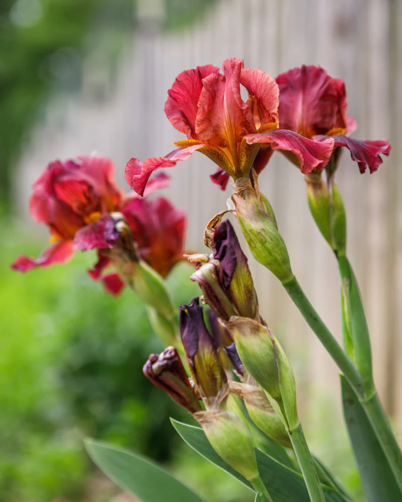 Iris (rot) - Image 2