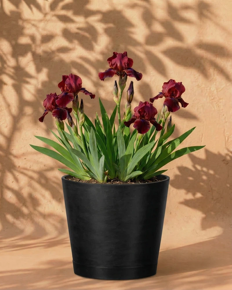 Iris (rot) - Image 6