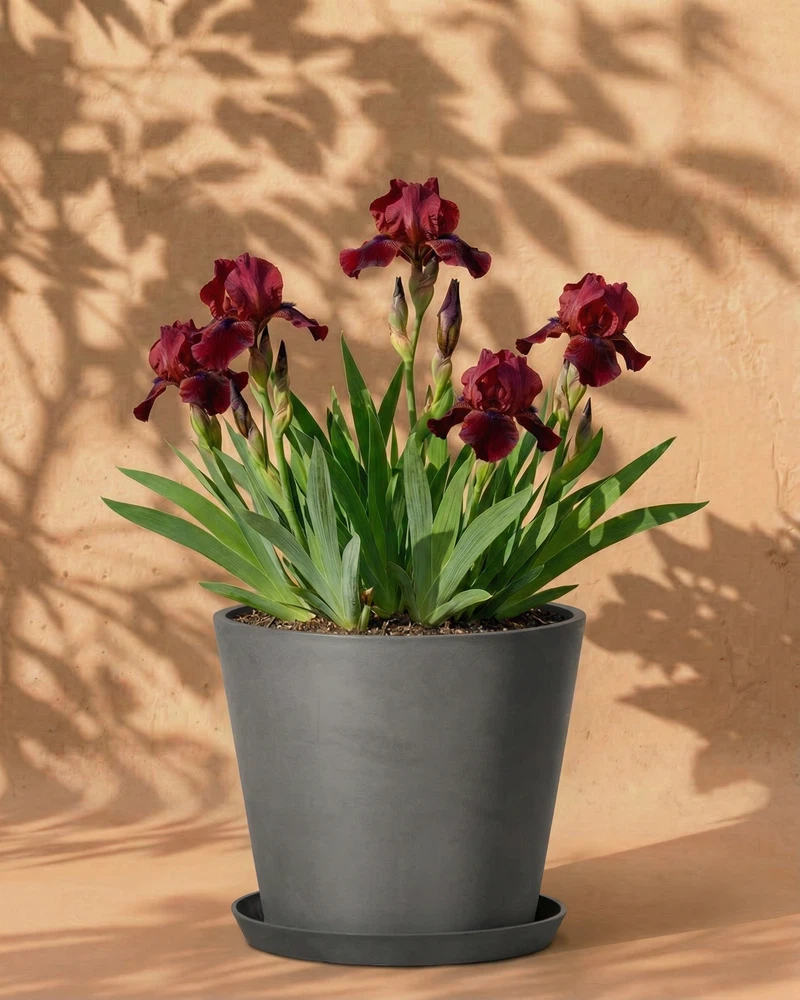 Iris (rot) - Image 7