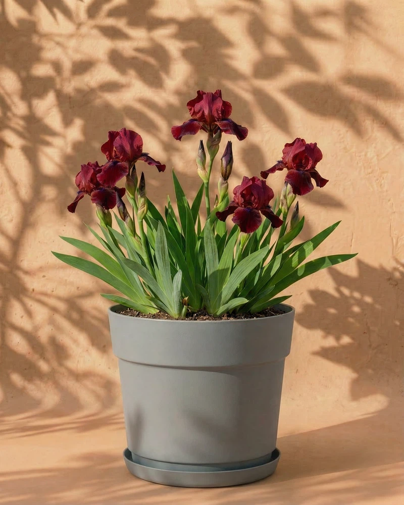 Iris (rot) - Image 8