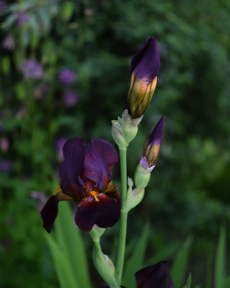 Iris (violett) - Image 2