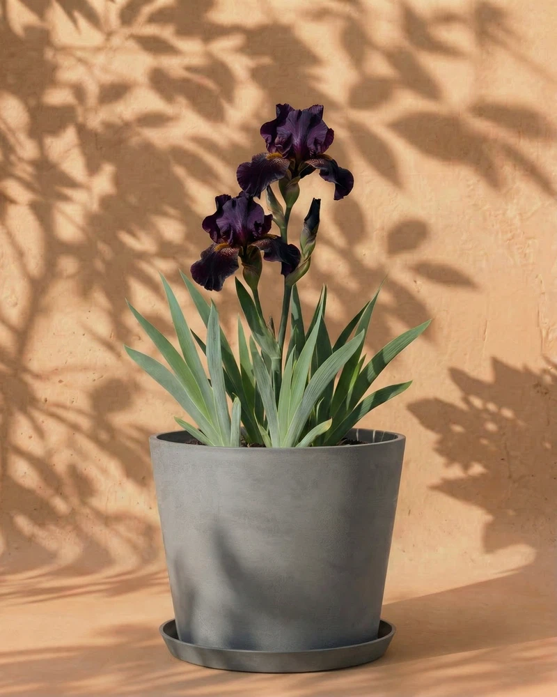 Iris (violett) - Image 5