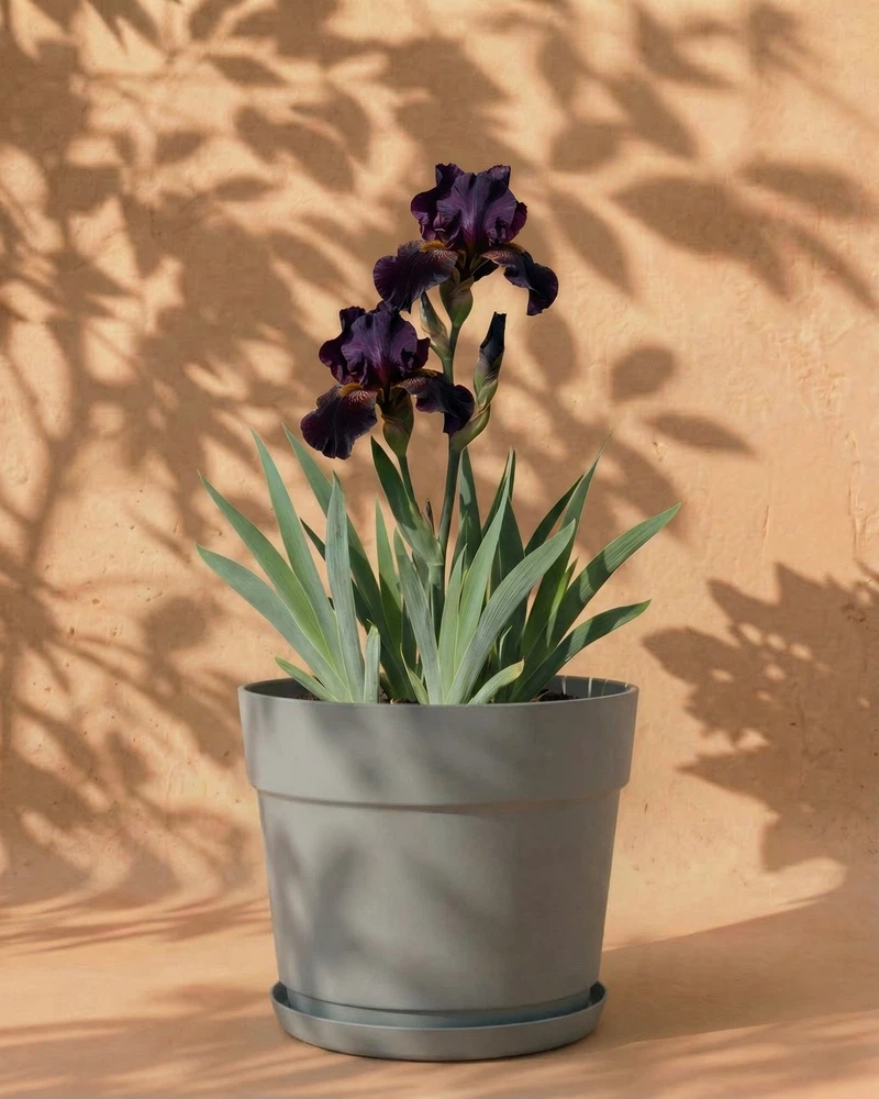 Iris (violett) - Image 6