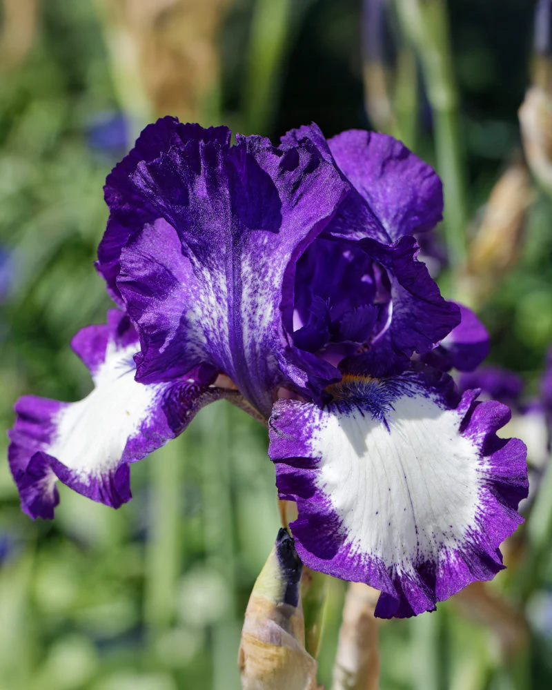 Iris (weiß-violett) - Image 2