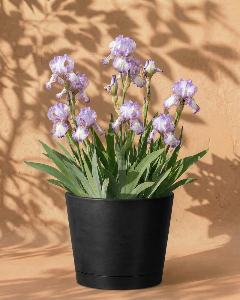 Iris (weiß-violett) - Image 5