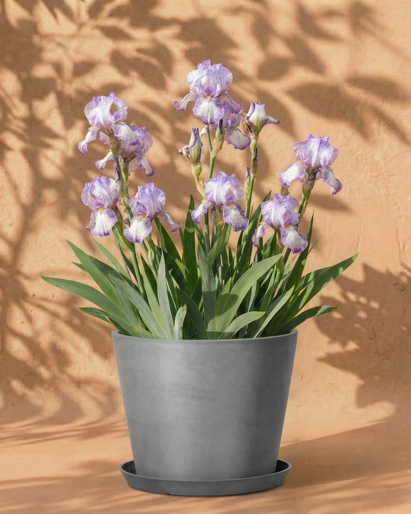 Iris (weiß-violett) - Image 6