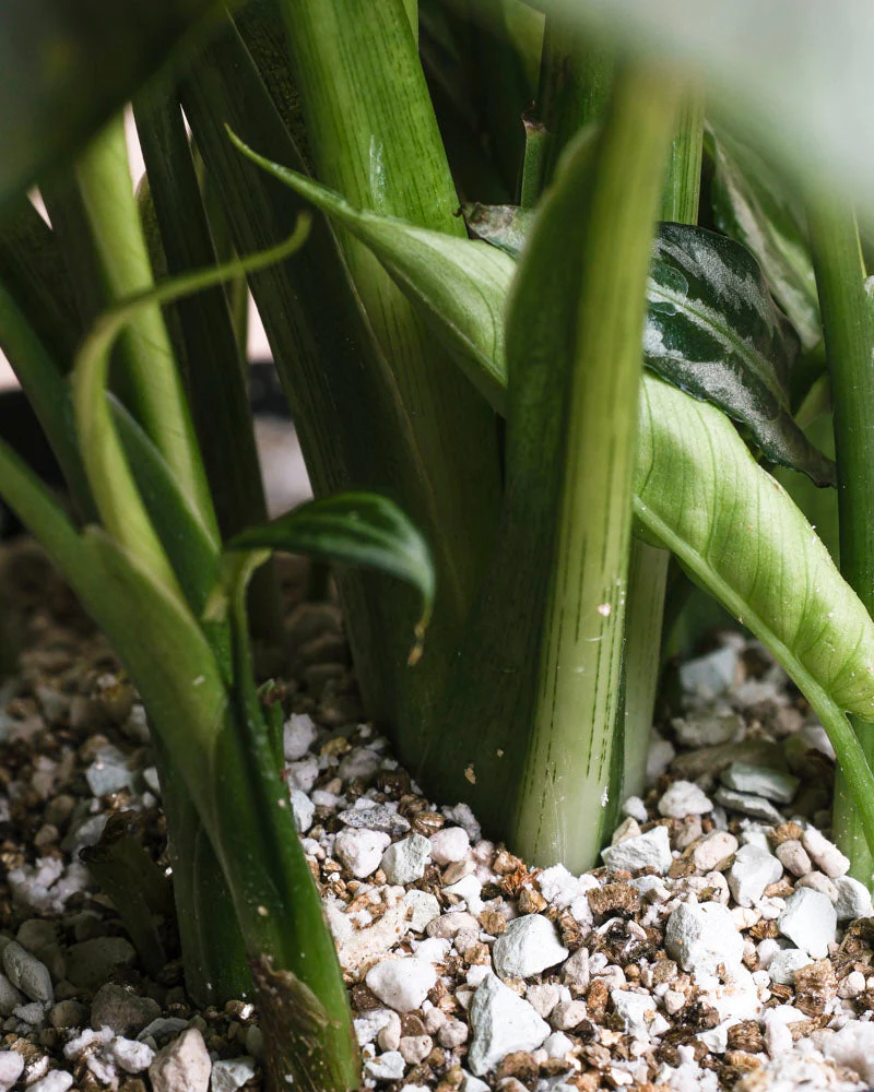 Kleine Calathea makoyana • feey - Image 15