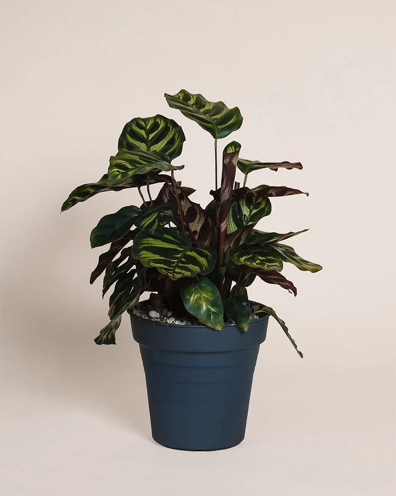 Kleine Calathea makoyana • feey - Image 3