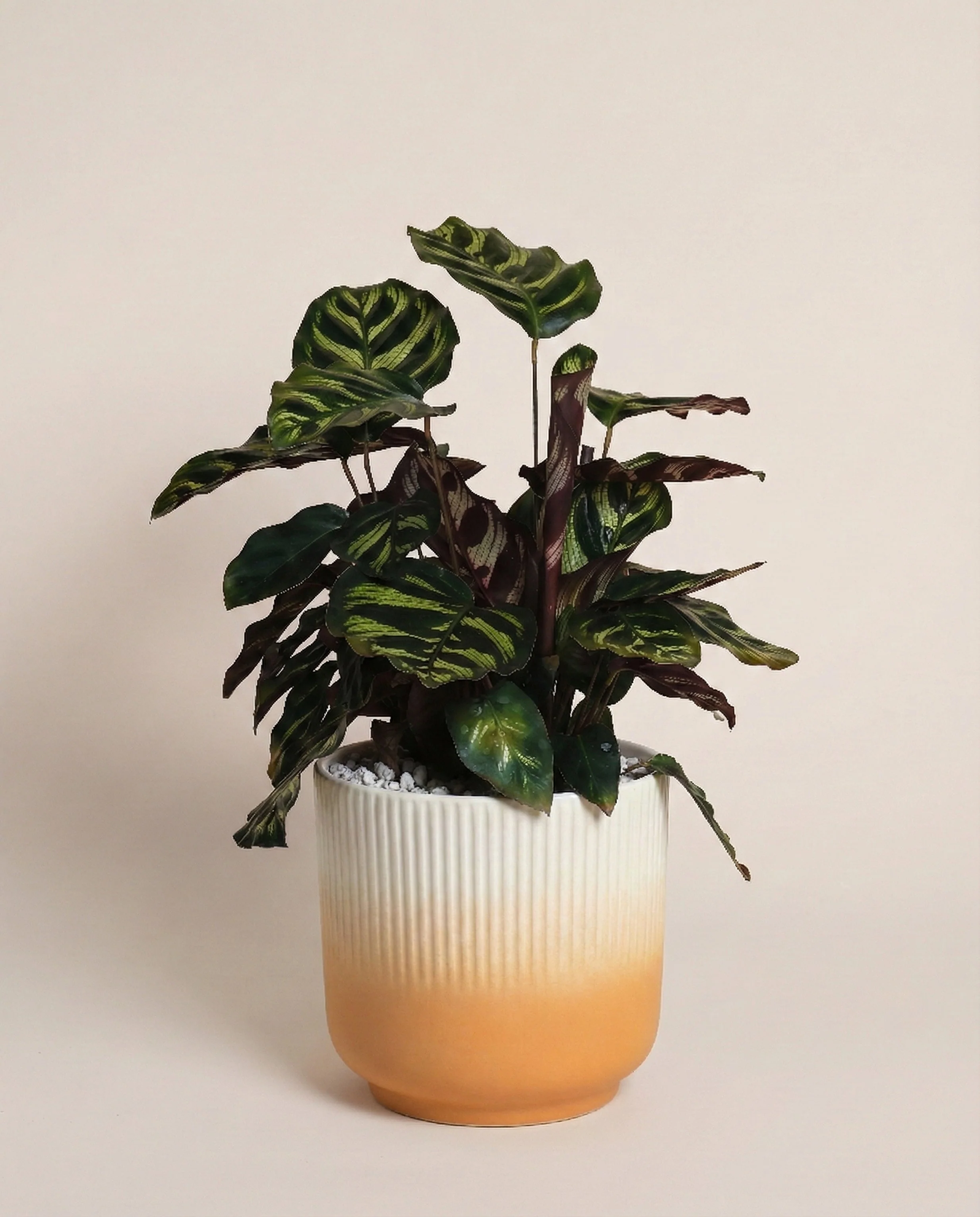 Kleine Calathea makoyana • feey - Image 7