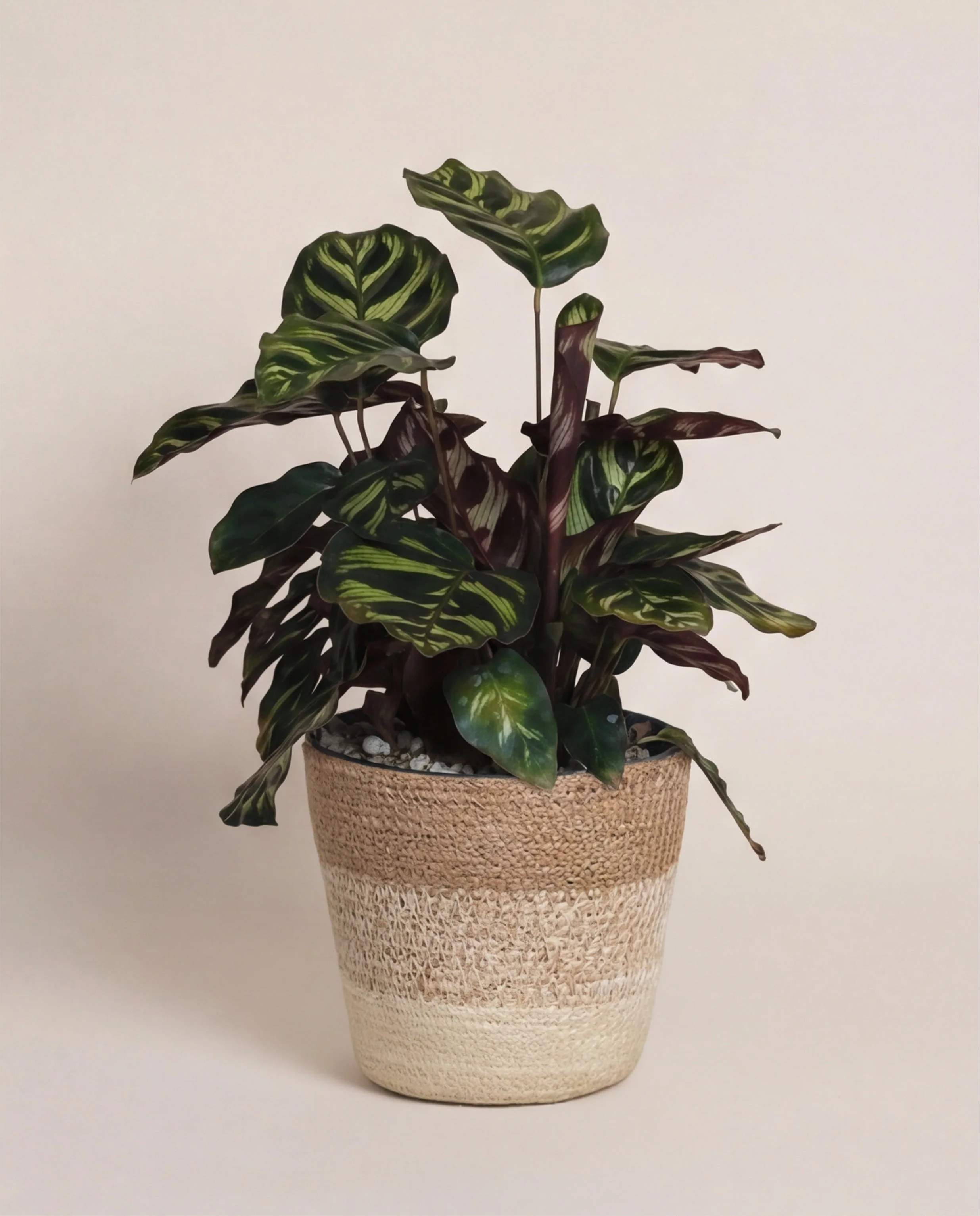 Kleine Calathea makoyana • feey - Image 8