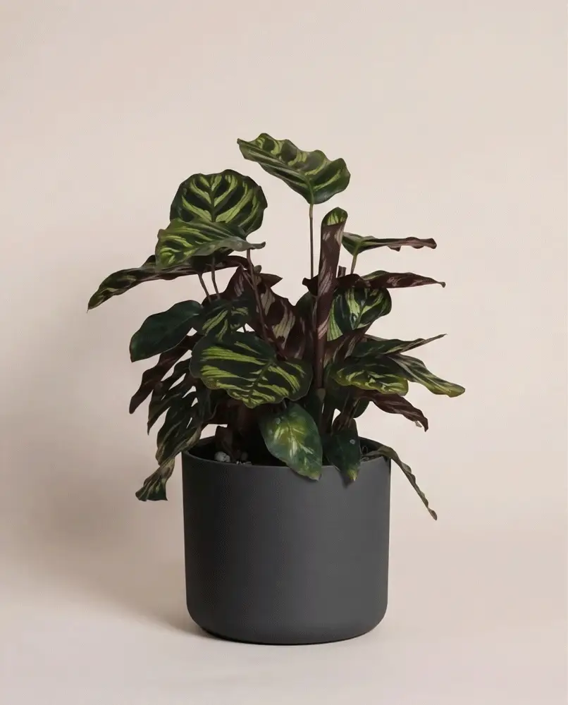 Kleine Calathea makoyana • feey - Image 9