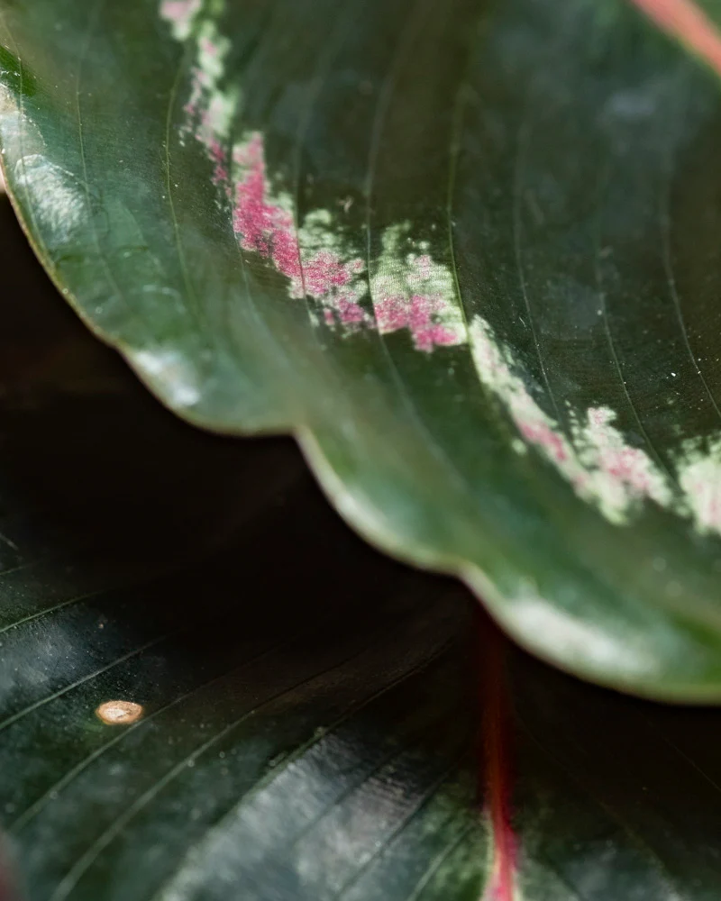 Kleine Calathea Roseopicta • feey - Image 10