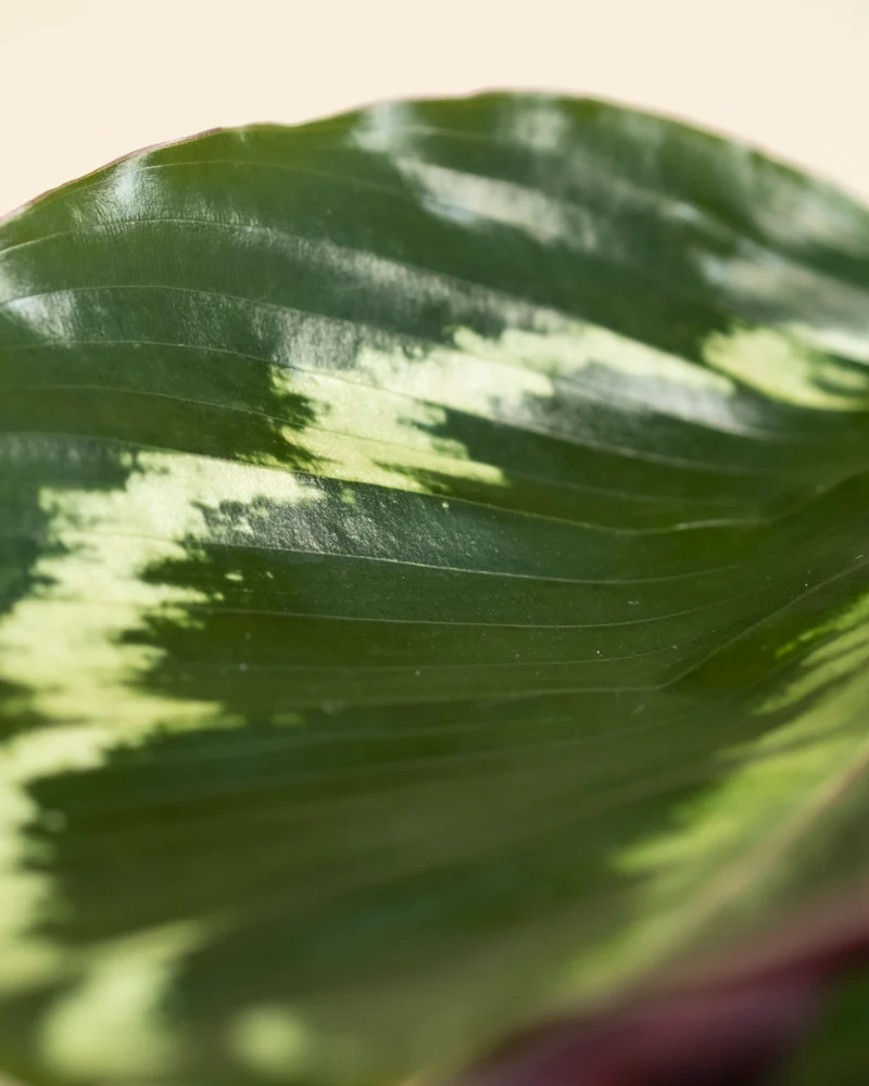 Kleine Calathea Roseopicta • feey - Image 11