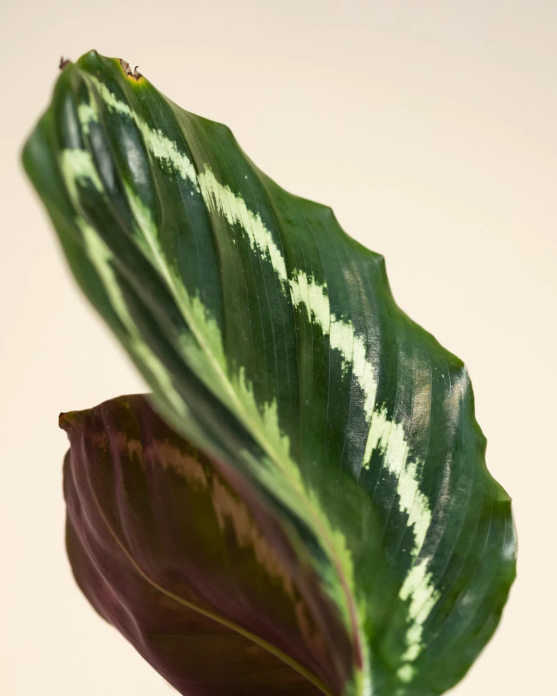Kleine Calathea Roseopicta • feey - Image 12