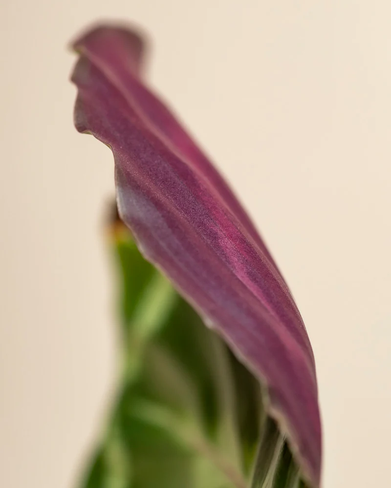 Kleine Calathea Roseopicta • feey - Image 13