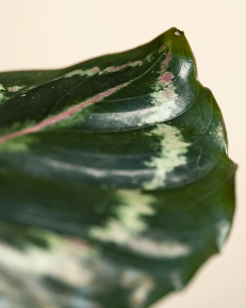 Kleine Calathea Roseopicta • feey - Image 14