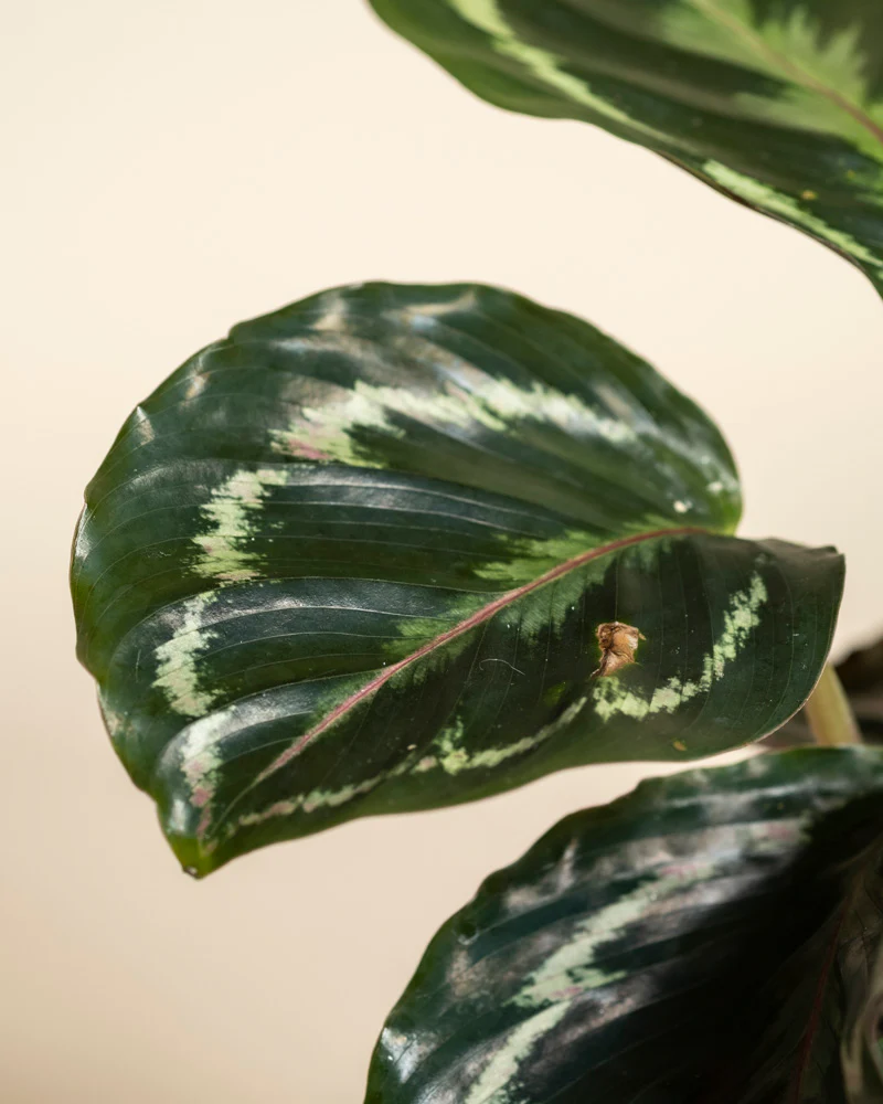 Kleine Calathea Roseopicta • feey - Image 15