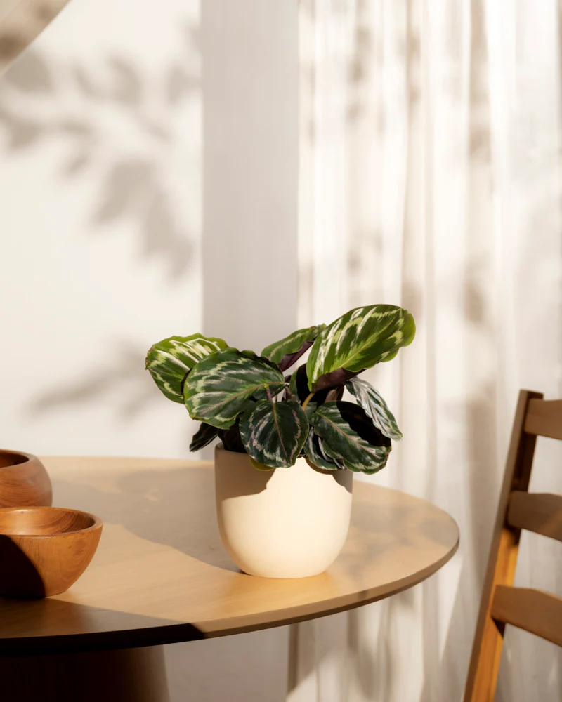 Kleine Calathea Roseopicta • feey - Image 16