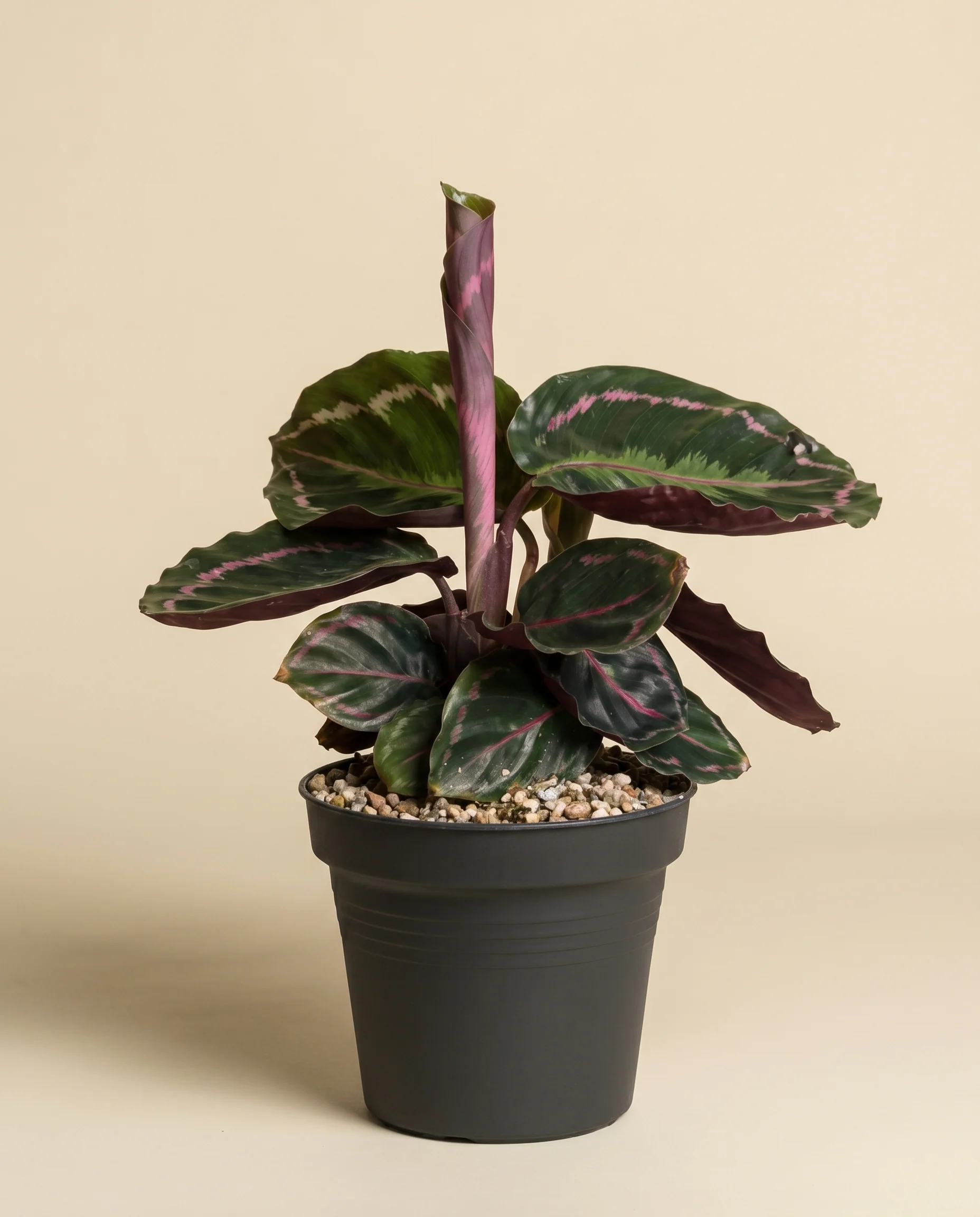 Kleine Calathea Roseopicta • feey - Image 3