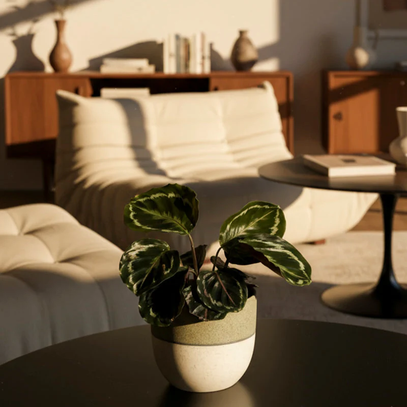 Kleine Calathea Roseopicta • feey - Image 4