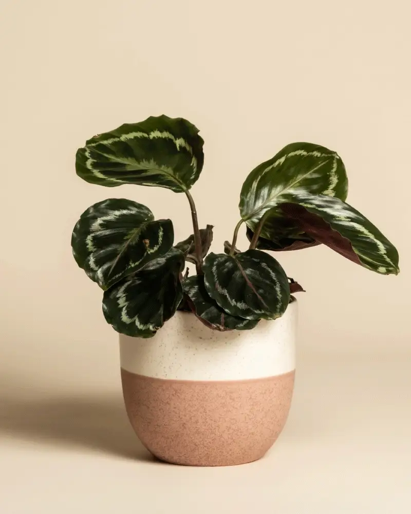Kleine Calathea Roseopicta • feey - Image 5