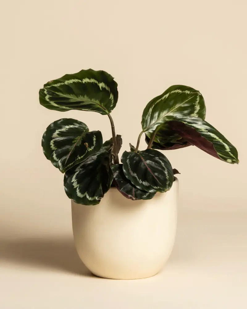 Kleine Calathea Roseopicta • feey - Image 6