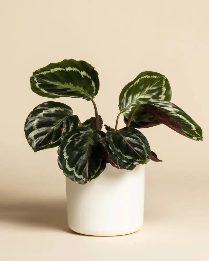 Kleine Calathea Roseopicta • feey - Image 7