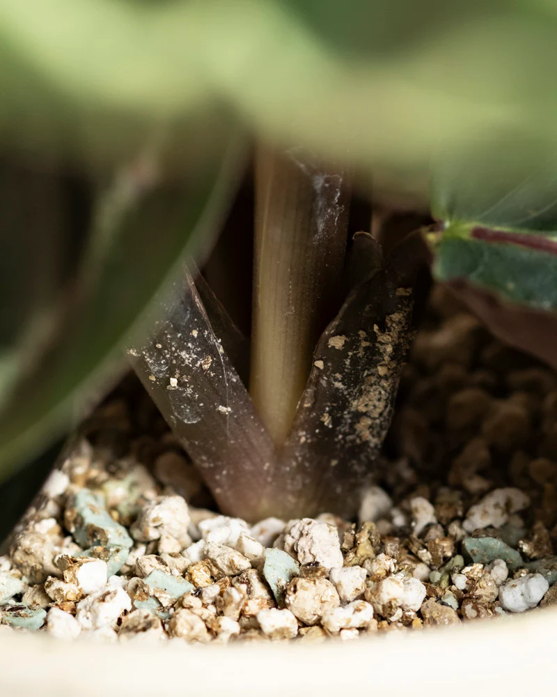 Kleine Calathea Roseopicta • feey - Image 8