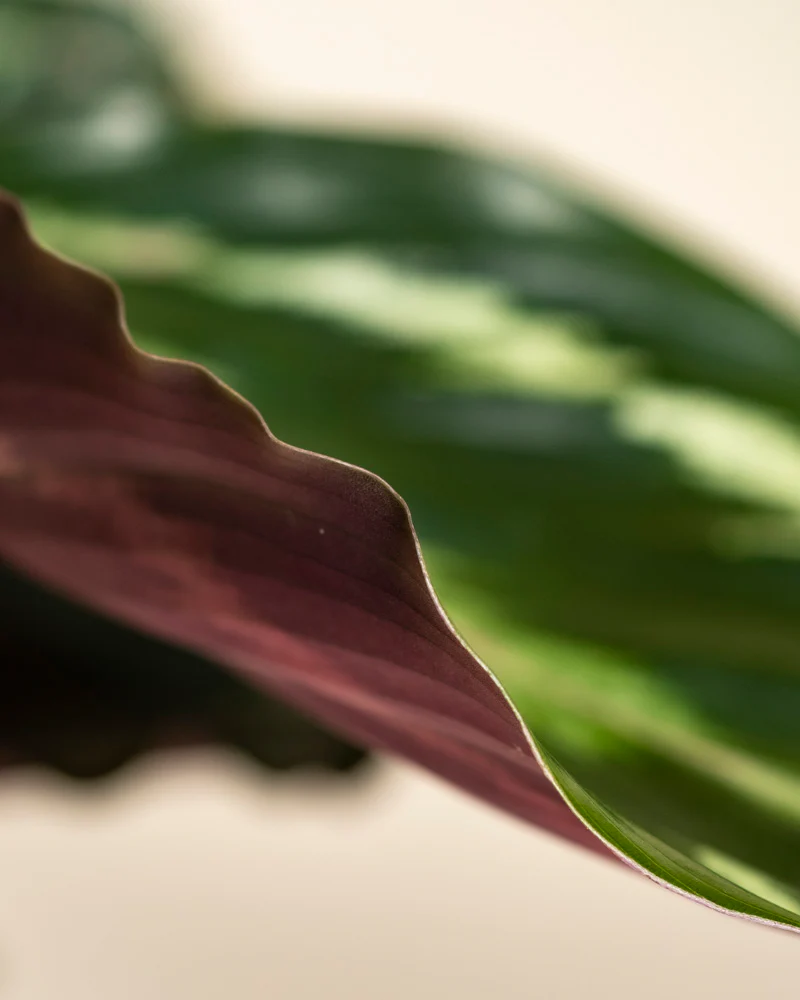 Kleine Calathea Roseopicta • feey - Image 9