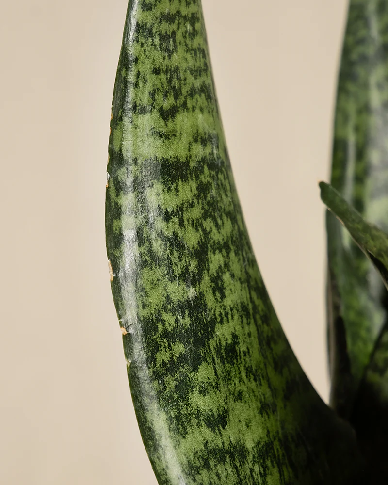 Kleine Grüne Schwiegermutterzunge - Image 8