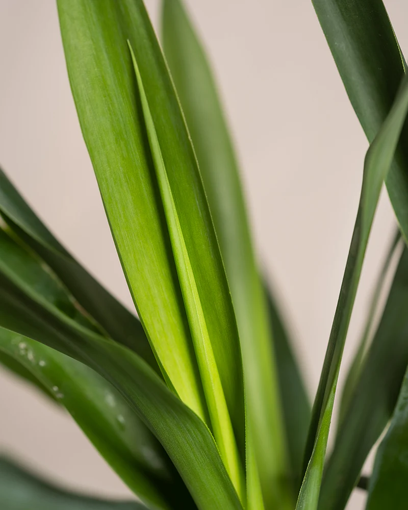 Kleine Yucca - Image 10