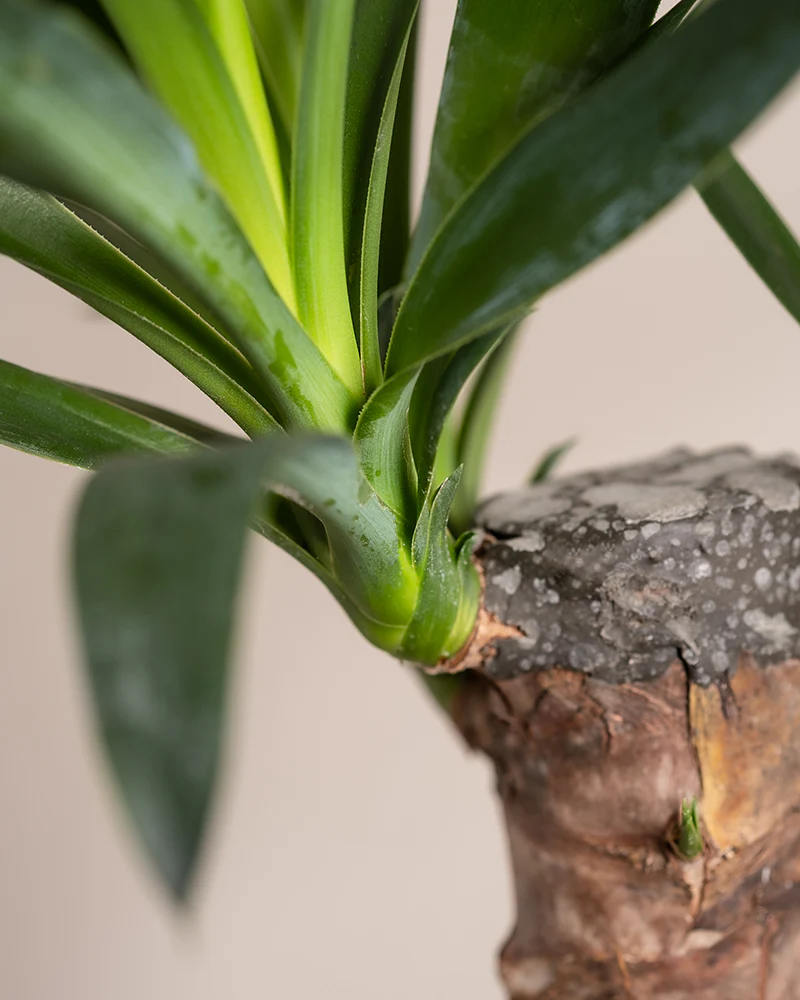 Kleine Yucca - Image 11