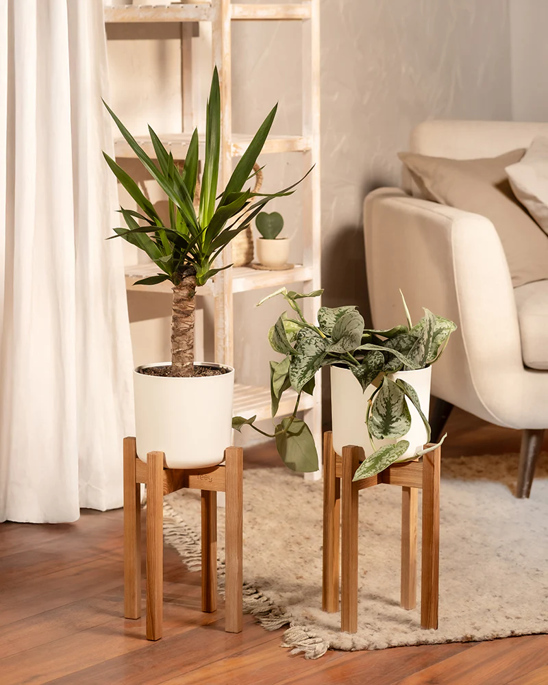 Kleine Yucca - Image 12