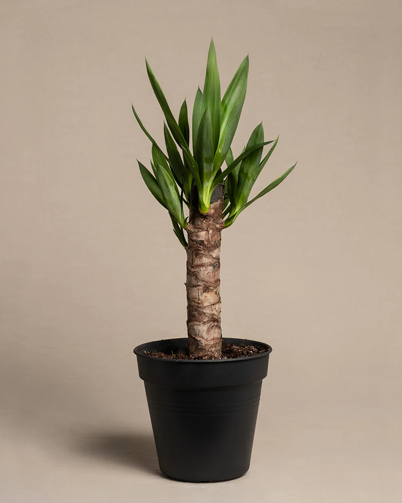Kleine Yucca - Image 3