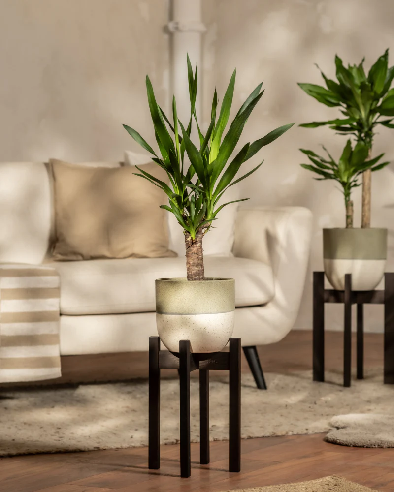 Kleine Yucca - Image 4