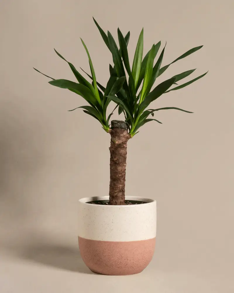 Kleine Yucca - Image 5