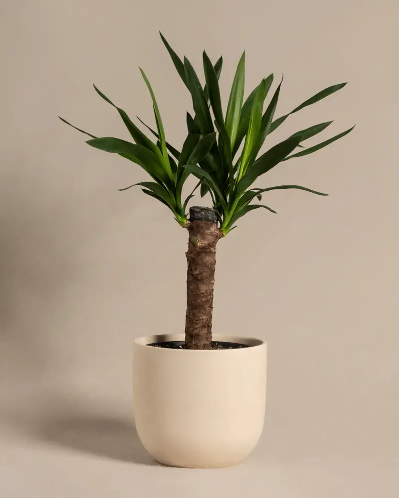 Kleine Yucca - Image 6