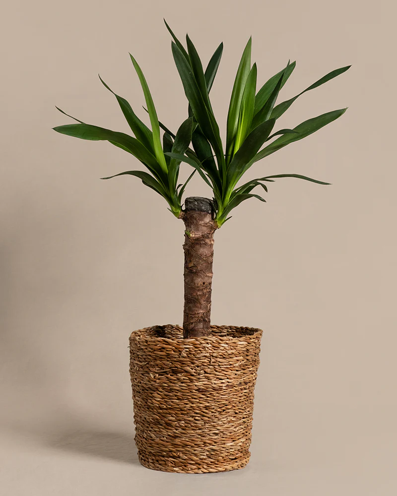Kleine Yucca - Image 7