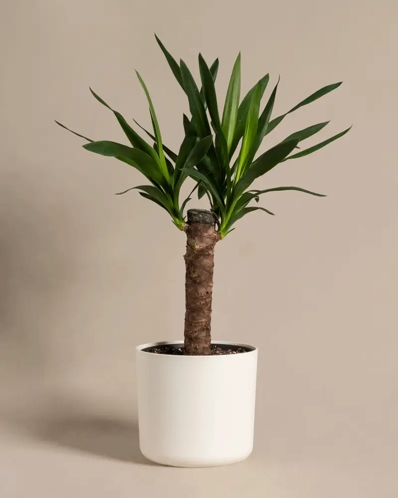 Kleine Yucca - Image 8
