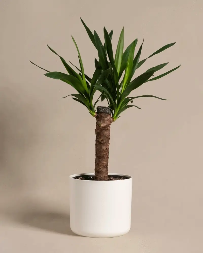 Kleine Yucca - Image 9