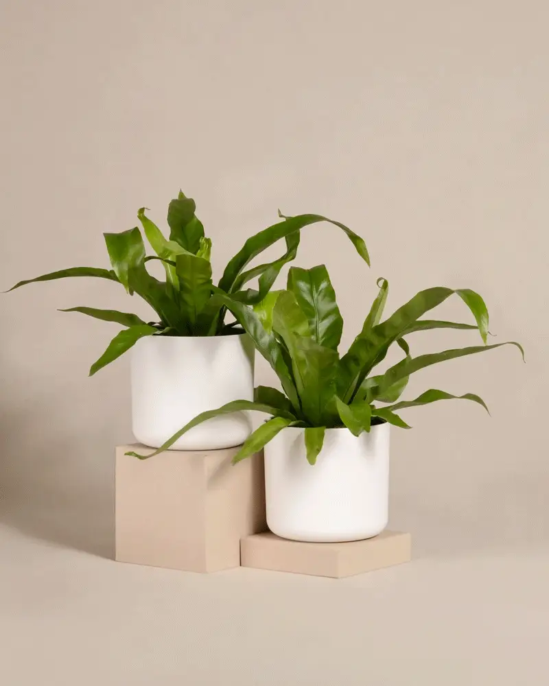 Kleines Nestfarn Duo - Image 10
