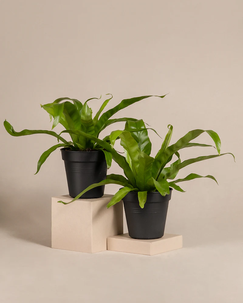 Kleines Nestfarn Duo - Image 3