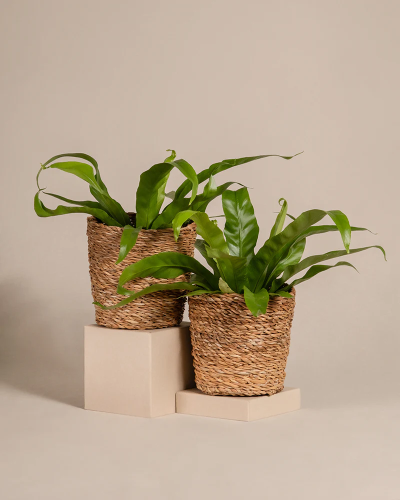 Kleines Nestfarn Duo - Image 5