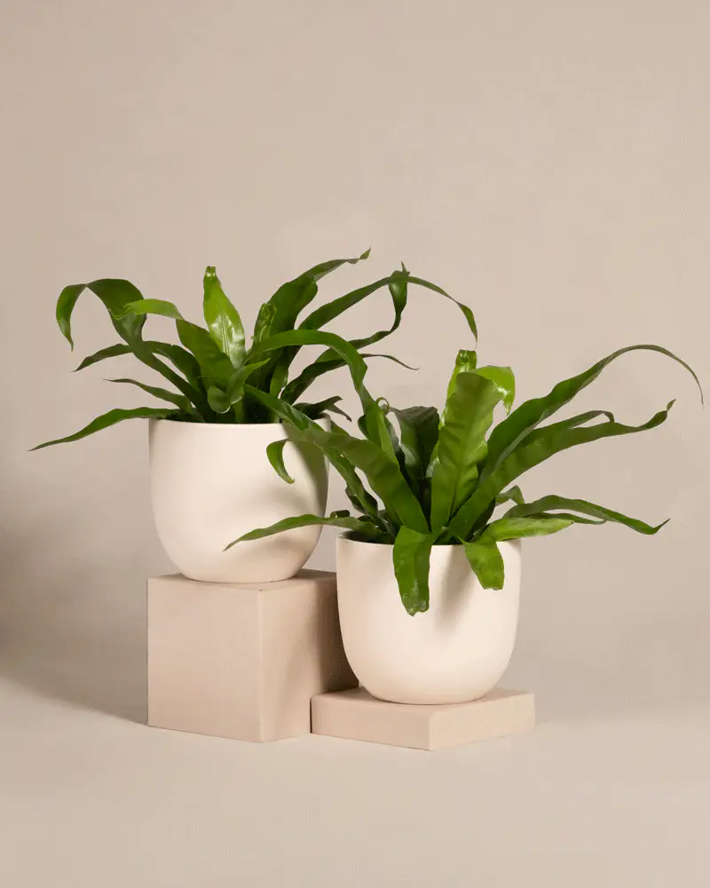 Kleines Nestfarn Duo - Image 6
