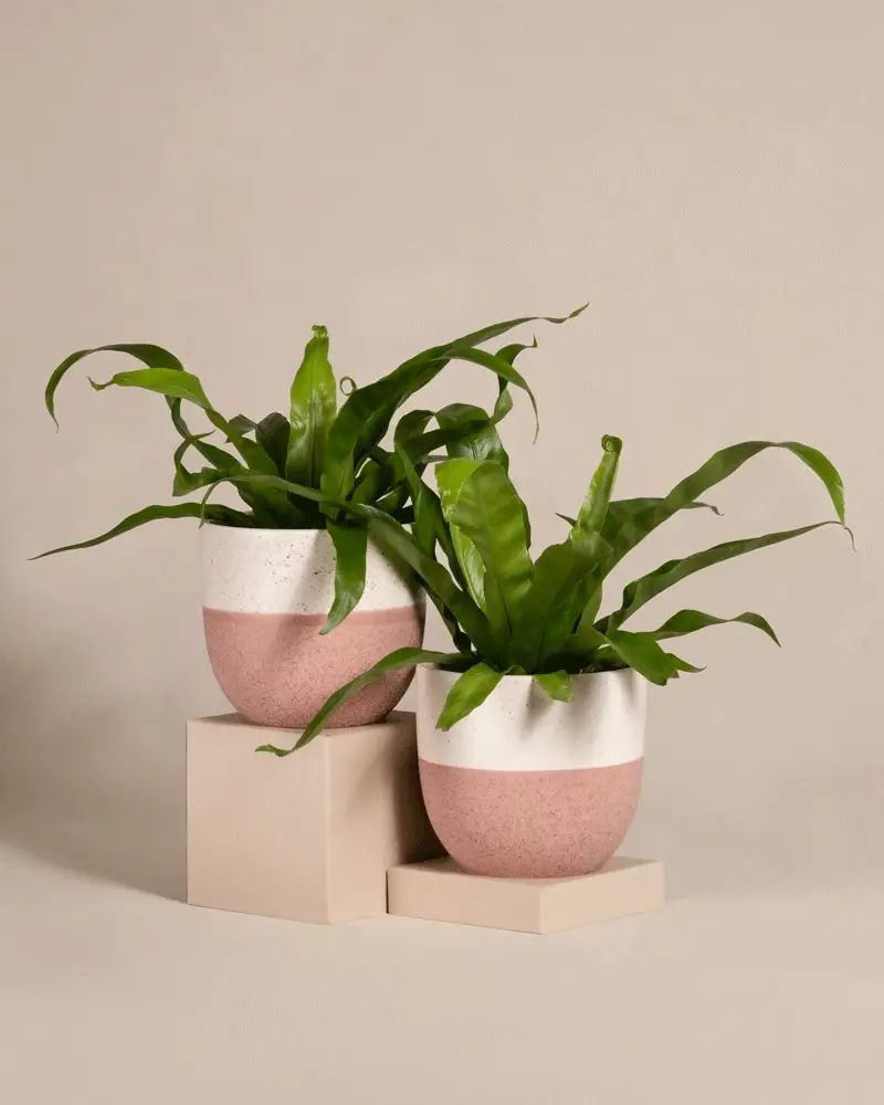 Kleines Nestfarn Duo - Image 7