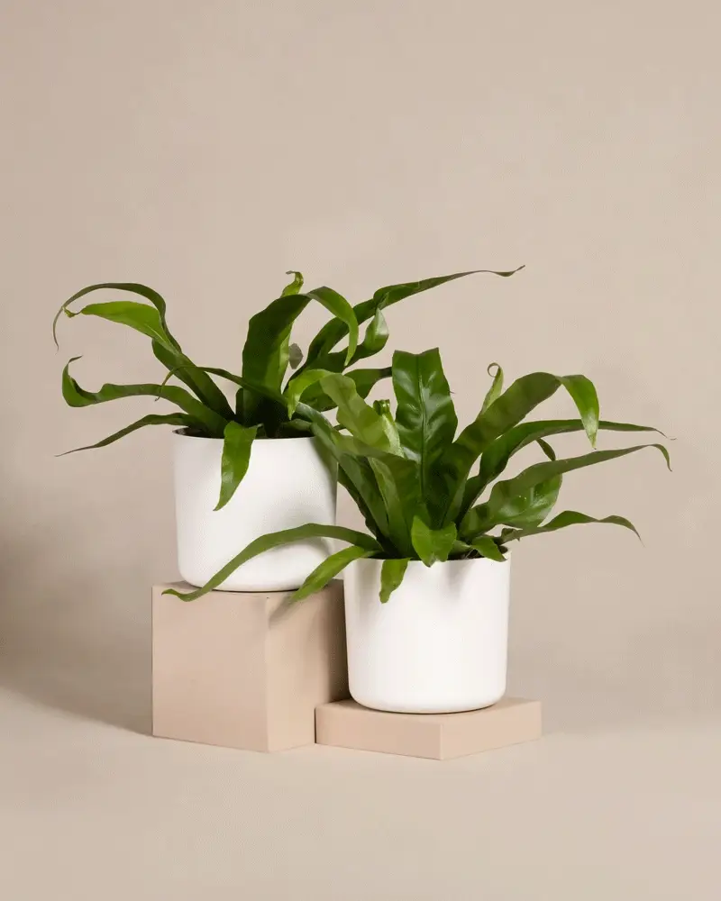 Kleines Nestfarn Duo - Image 8