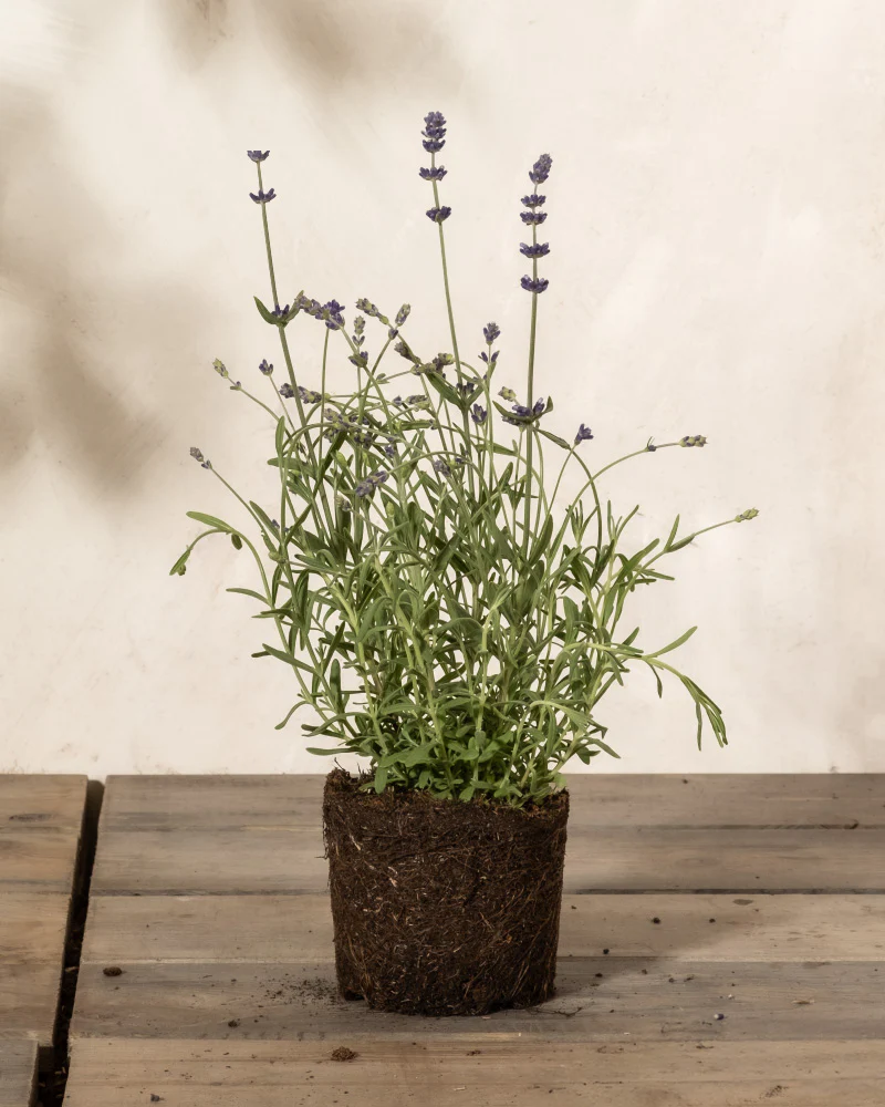 Lavendel - Image 3