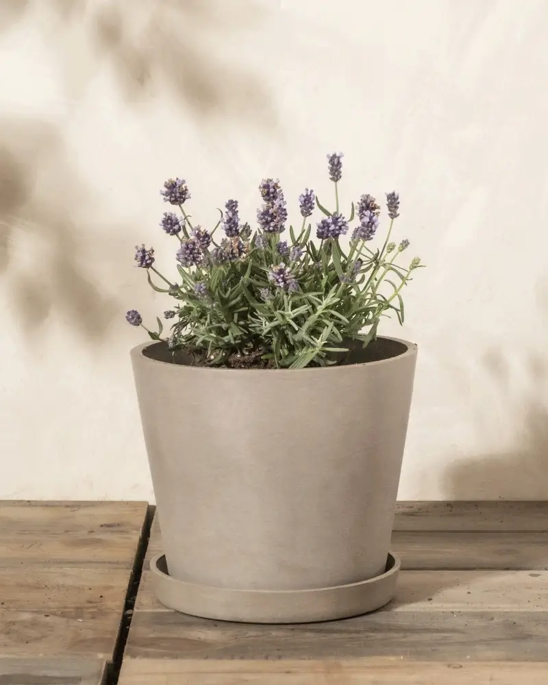 Lavendel - Image 4